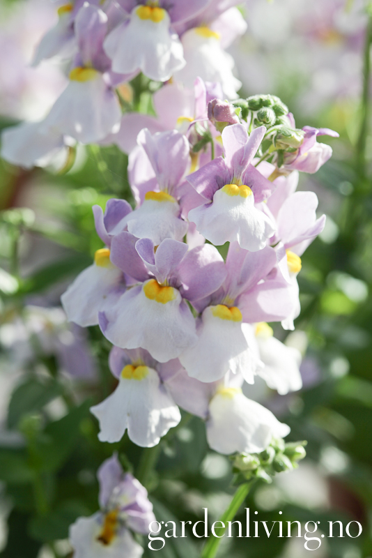 Nemesia 'Seventh Heaven Lavender Bicolour' - Garden Living