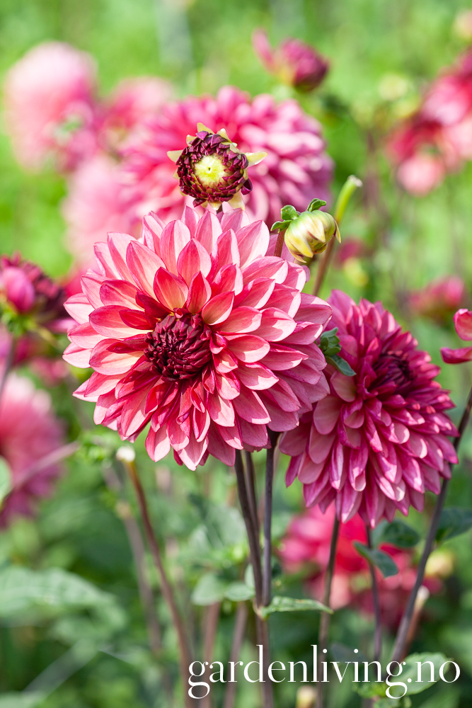 'Bacardi' Dahlia x cultorum, 1 stk. Garden Living
