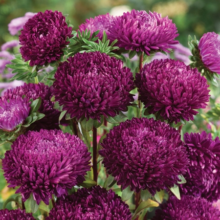 Sommeraster Callistephus Chinensis