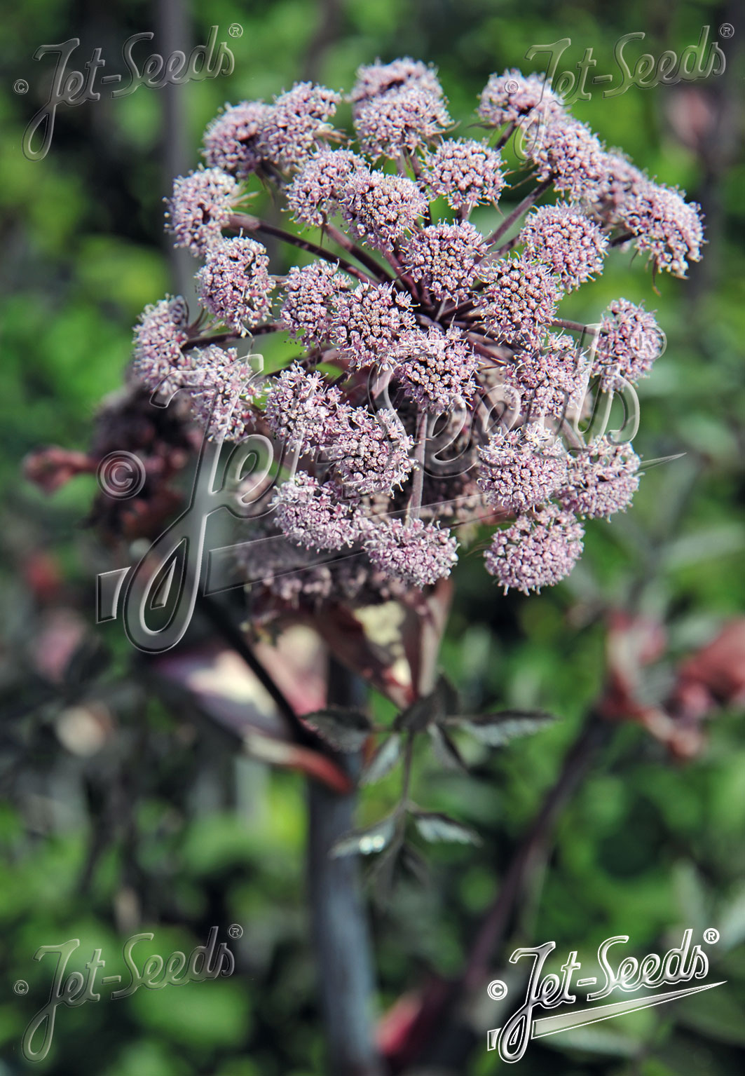 Sløke 'Ebony' - Angelica sylvestris - Garden Living