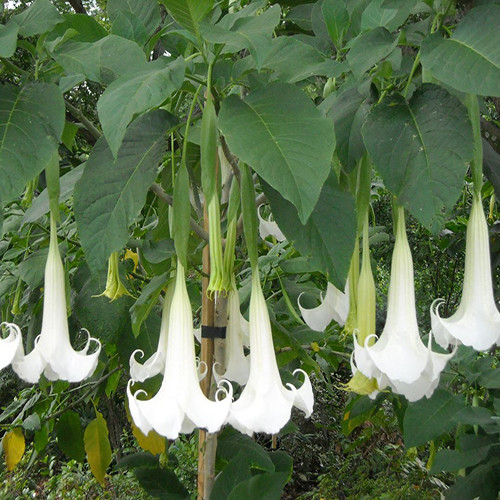 Engletrompet Blomst
