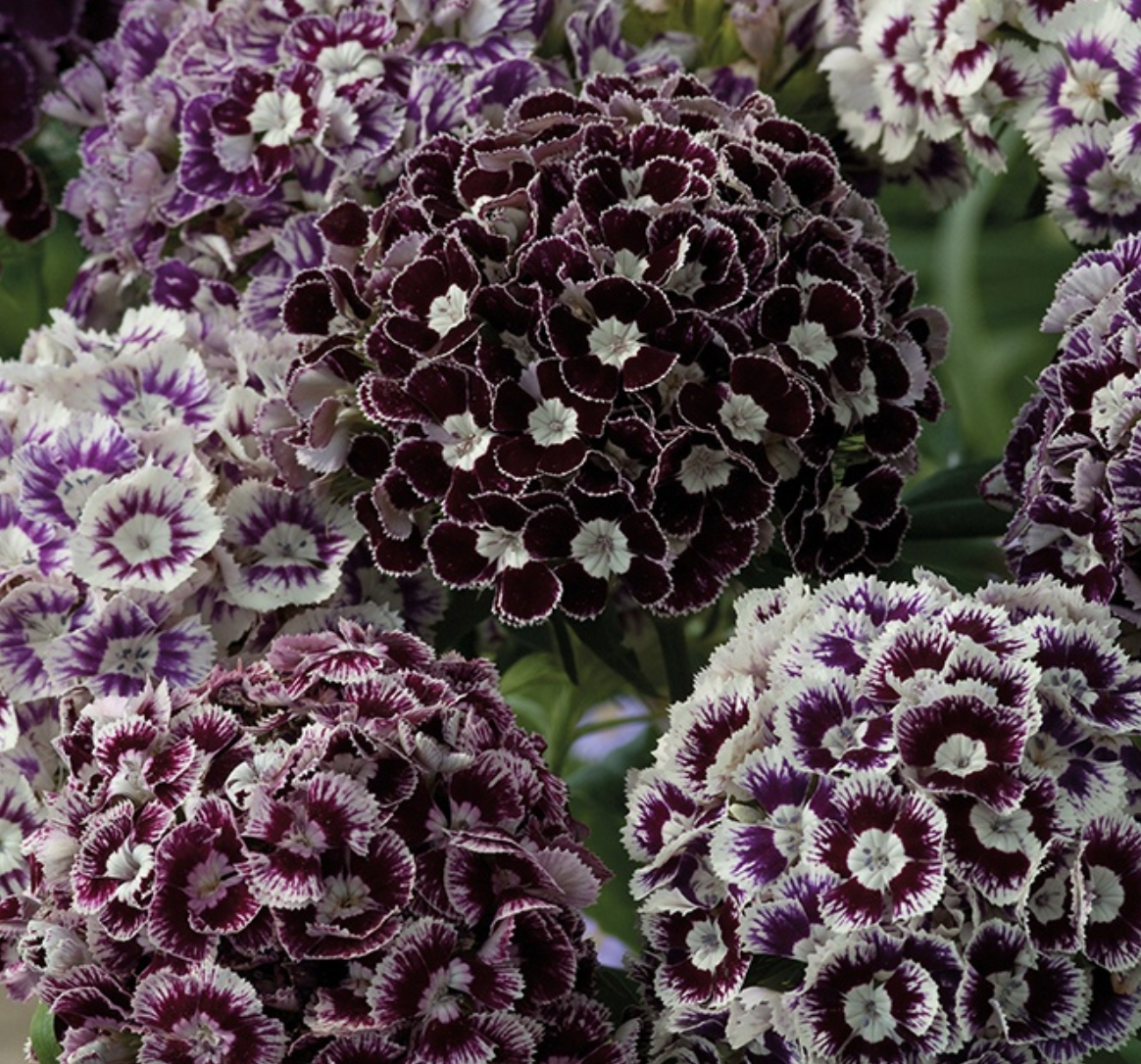 Busknellik 'Hollandia Purple Crown’ - Dianthus barbatus